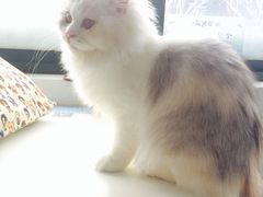 -喵的天空名猫咖啡馆·撸猫·猫舍·用品