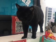 -中农大我爱我爱动物医院·核磁CT·猫病·24小时夜诊中心(石佛营店)