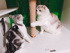 -李小姐の猫咖啡馆(五角场店)