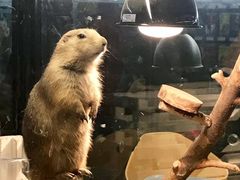 -宠物世家(仲盛世界商城店)