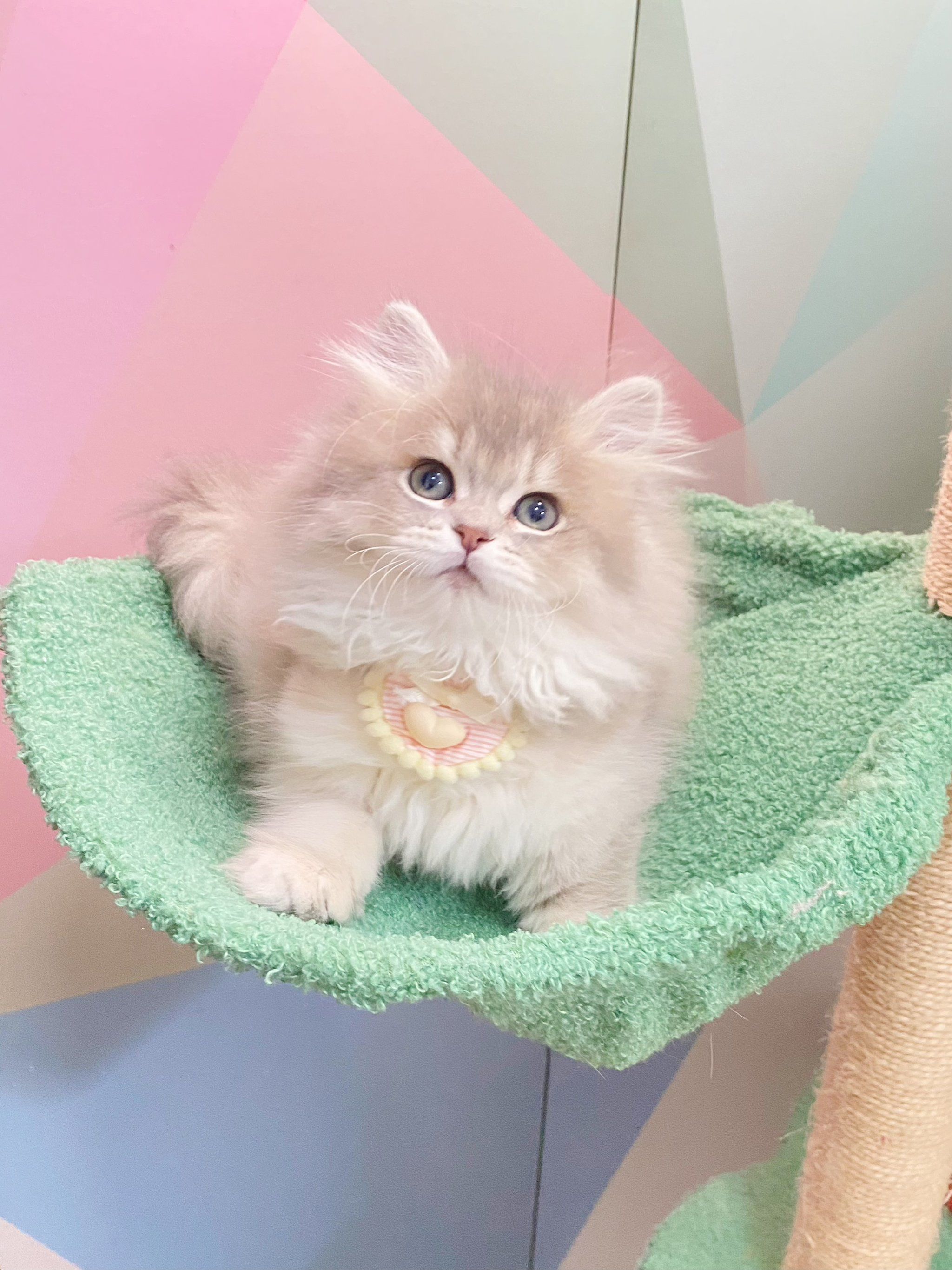 金渐层银渐层曼基康长毛猫找新家