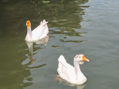 -新合益乡村农庄