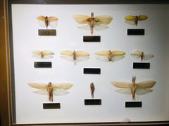 -上海昆虫博物馆