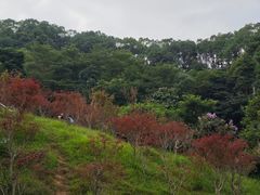 -广州市帽峰山景区
