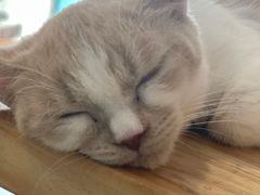-飞行喵MR PILOT|猫舍·猫咖(静安大融城店)