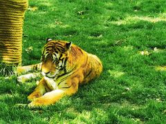 -北京野生动物园