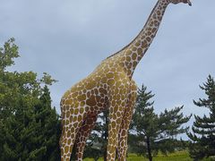 -西霞口神雕山野生动物世界