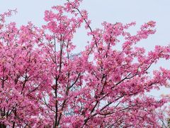 -风云岭森林公园