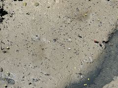 -北海金海湾红树林生态旅游区