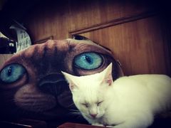-猫色咖啡·猫咖