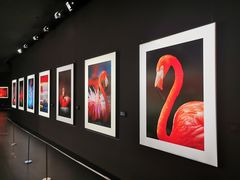 -罗红摄影艺术馆