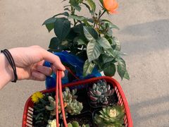 -三圣花乡旅游区