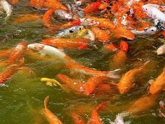 -广东圆玄道观