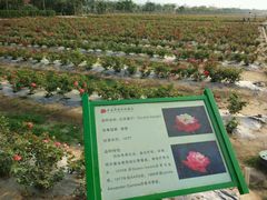 -亚龙湾国际玫瑰谷