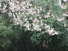 -武汉大学-樱园