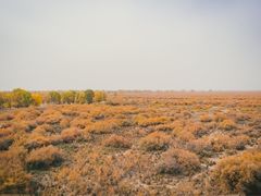 -金塔沙漠胡杨林景区