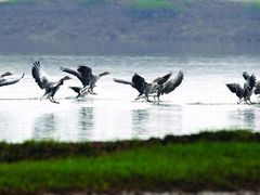 -湖南东洞庭湖国家级自然保护区