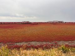 -红海滩国家风景廊道