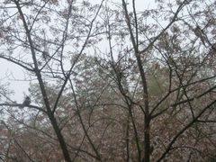 -汉拿树木园
