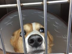-美美宠物诊疗中心·异宠·骨科(滨江东信分院)