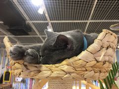 喵喵-小时光咖啡馆(开森度假森林店)