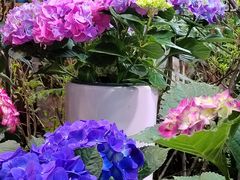 -朝来春花卉市场