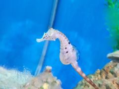 -海合安武汉极地海洋公园
