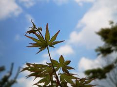 -昆山城市生态森林公园