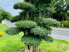 -西山漾湿地公园