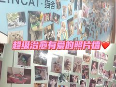 -lincat·猫舍(广州店)