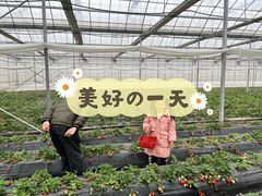 -喜杨洋草莓采摘园