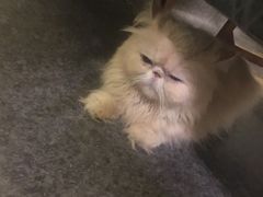 -猫色咖啡·猫咖