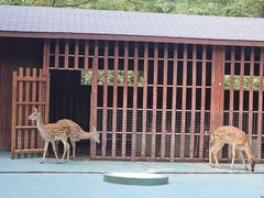 -东平国家森林公园