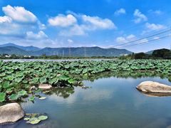 -长田漾湿地公园