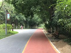 -大兴滨河森林公园