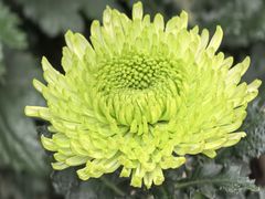 -南山植物园