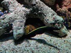 -暹罗海洋世界