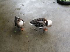-广东茂名森林公园