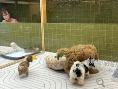 -帕帕拉兹宠物(亚洲旗舰店)