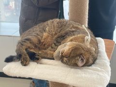 -共舞时光猫咖·狗咖(新街口店)