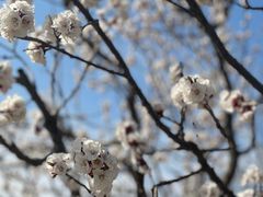 -北京西山国家森林公园