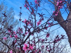 -天津东丽湖风景区