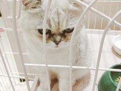 -藏猫猫咖啡主题馆(中央大道店)