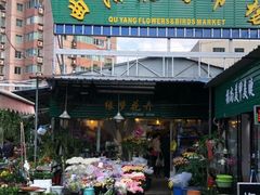 -曲阳花鸟市场(曲阳路店)