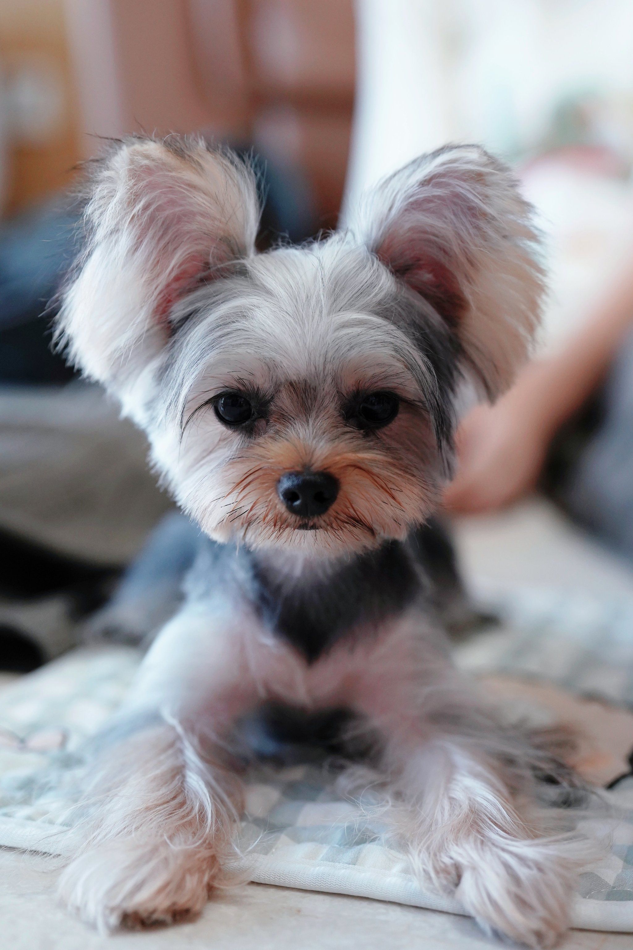 我家萌宠的新造型