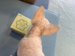 -萌兽医馆·犬猫专科·眼科中心·宠物医院(朝阳门分院)