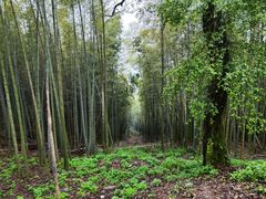 -西湖风景区十里琅珰-五云山