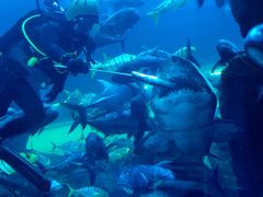 -迪拜水族馆及水下动物园