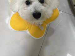 -翊宠yipet猫狗购宠庄园犬舍•猫舍