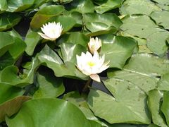 -白塘生态植物园